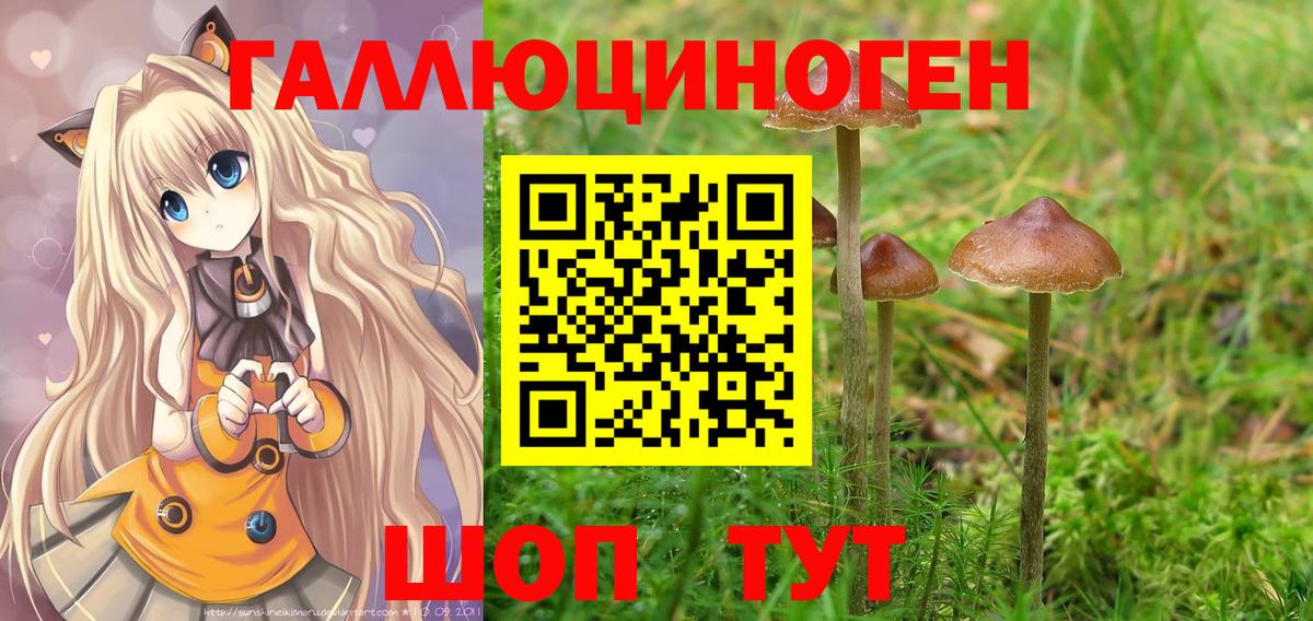 Галлюциногенные грибы Psilocybine cubensis Луга
